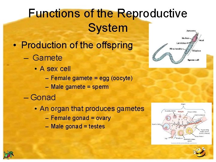 Functions of the Reproductive System • Production of the offspring – Gamete • A