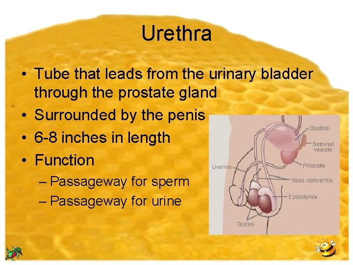 Urethra • Tube that leads from the urinary bladder through the prostate gland •