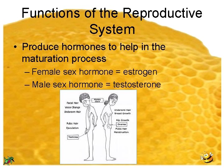 Functions of the Reproductive System • Produce hormones to help in the maturation process