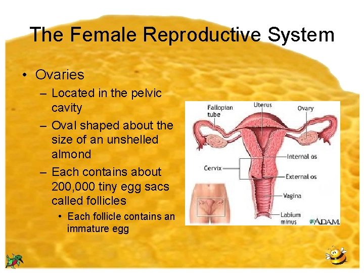 The Female Reproductive System • Ovaries – Located in the pelvic cavity – Oval