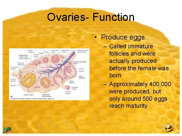 Ovaries- Function • Produce eggs – Called immature follicles and were actually produced before