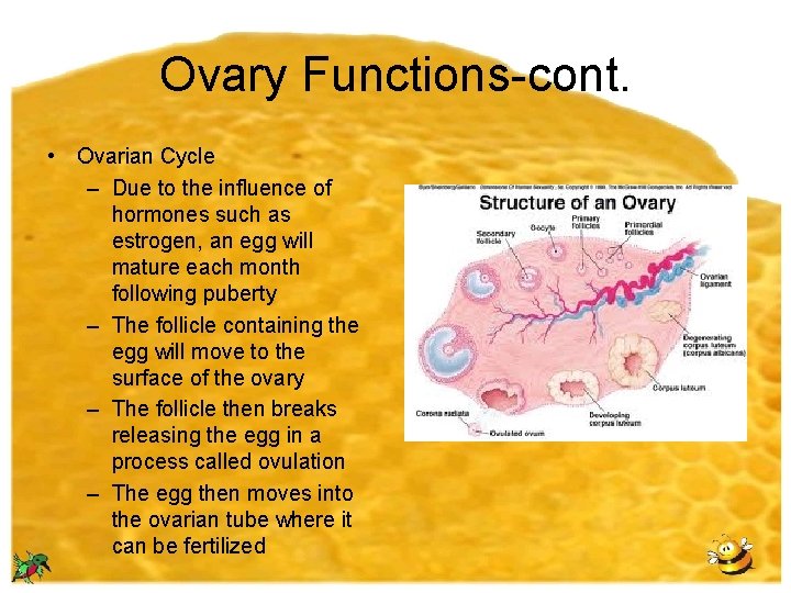 Ovary Functions-cont. • Ovarian Cycle – Due to the influence of hormones such as