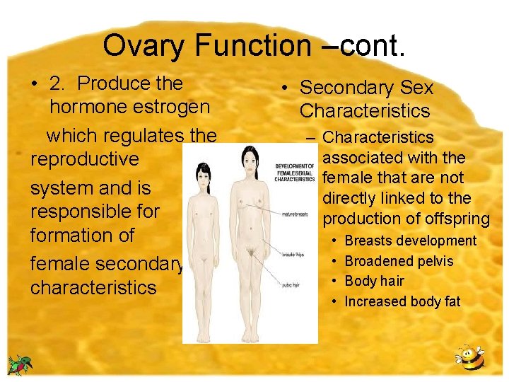 Ovary Function –cont. • 2. Produce the hormone estrogen which regulates the reproductive system
