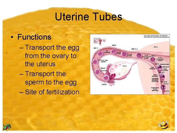 Uterine Tubes • Functions – Transport the egg from the ovary to the uterus