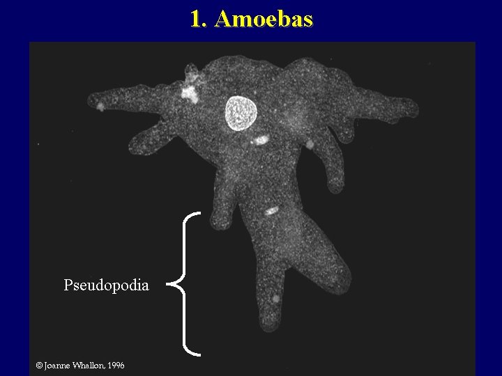 1. Amoebas Pseudopodia 