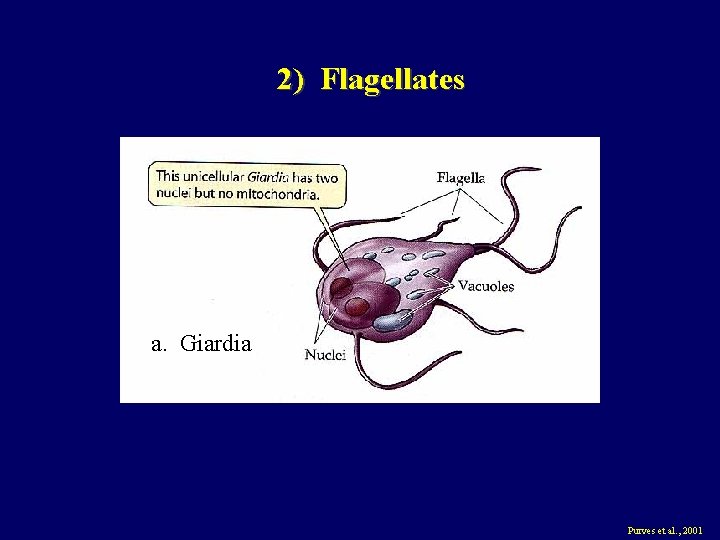 2) Flagellates a. Giardia Purves et al. , 2001 