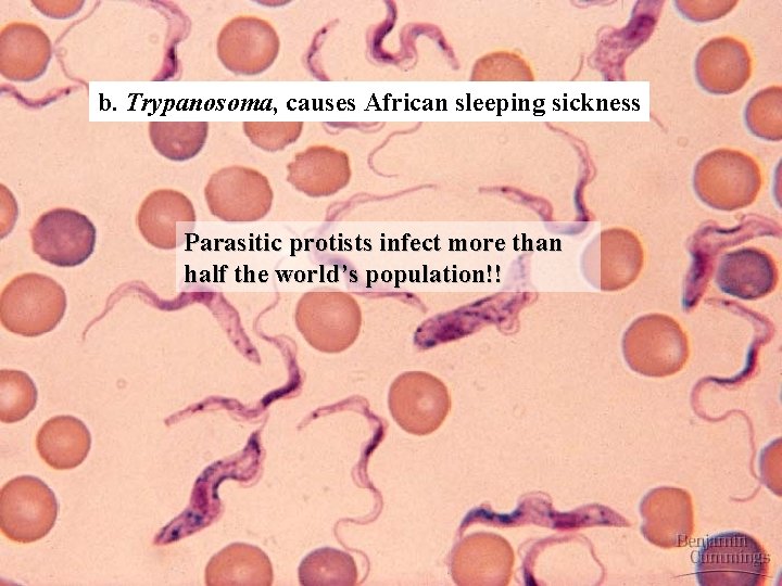 b. Trypanosoma, causes African sleeping sickness Parasitic protists infect more than half the world’s