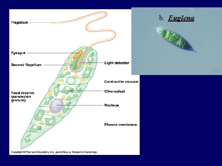 b. Euglena 