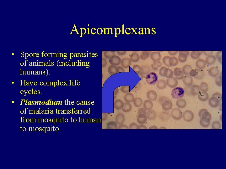 Apicomplexans • Spore forming parasites of animals (including humans). • Have complex life cycles.
