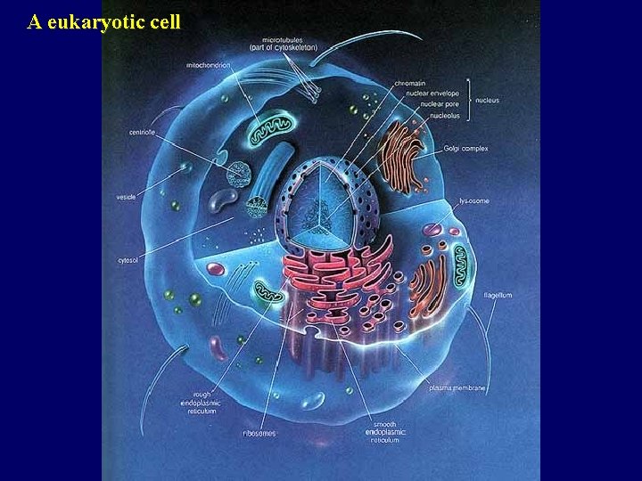 A eukaryotic cell 