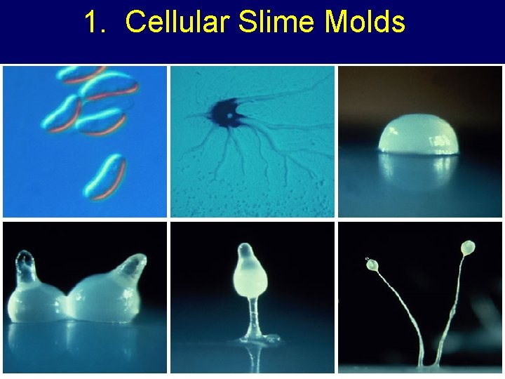 1. Cellular Slime Molds 