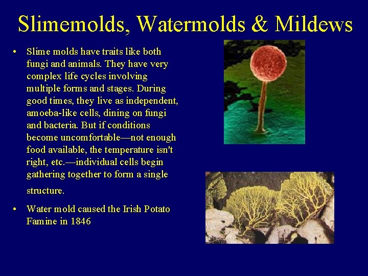 Slimemolds, Watermolds & Mildews • Slime molds have traits like both fungi and animals.