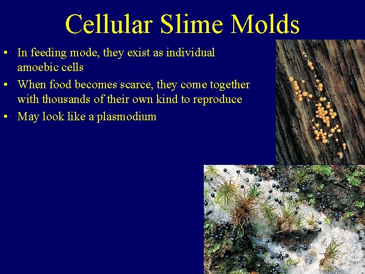 Cellular Slime Molds • In feeding mode, they exist as individual amoebic cells •