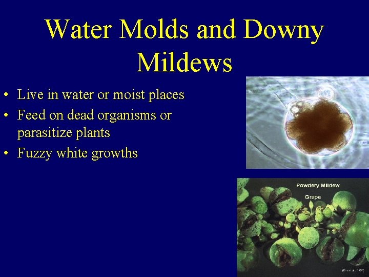 Water Molds and Downy Mildews • Live in water or moist places • Feed