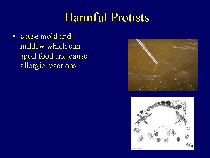 Harmful Protists • cause mold and mildew which can spoil food and cause allergic