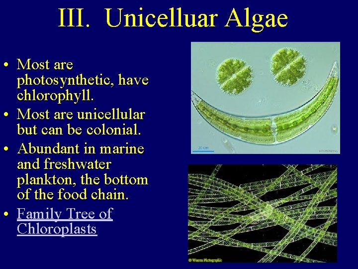 III. Unicelluar Algae • Most are photosynthetic, have chlorophyll. • Most are unicellular but