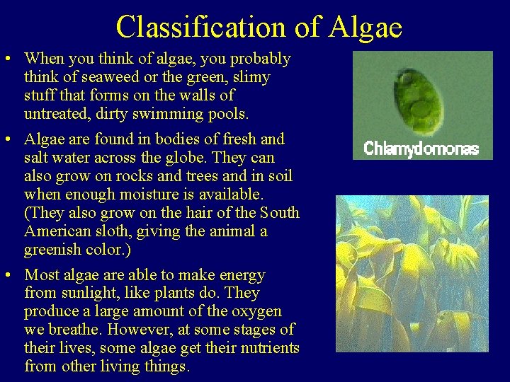 Classification of Algae • When you think of algae, you probably think of seaweed