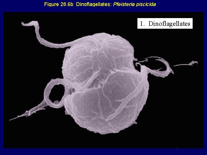 Figure 28. 6 b Dinoflagellates: Pfeisteria piscicida 1. Dinoflagellates 