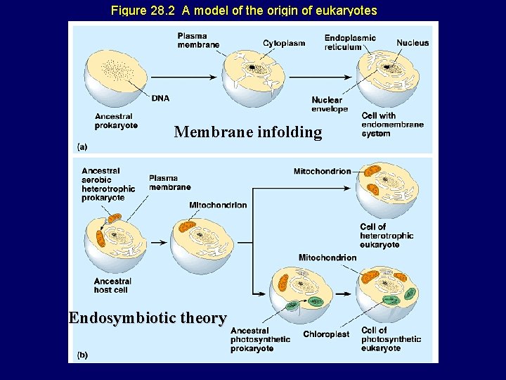 Figure 28. 2 A model of the origin of eukaryotes Membrane infolding Endosymbiotic theory