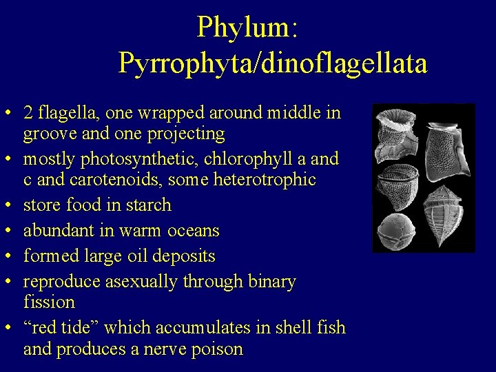 Phylum: Pyrrophyta/dinoflagellata • 2 flagella, one wrapped around middle in groove and one projecting