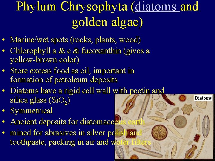 Phylum Chrysophyta (diatoms and golden algae) • Marine/wet spots (rocks, plants, wood) • Chlorophyll