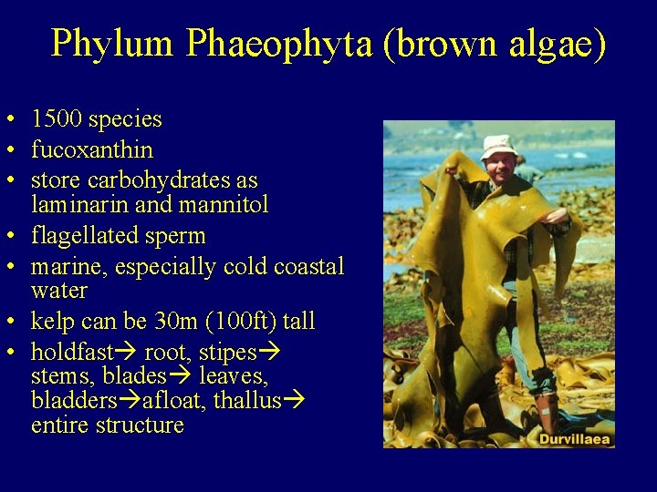 Phylum Phaeophyta (brown algae) • 1500 species • fucoxanthin • store carbohydrates as laminarin