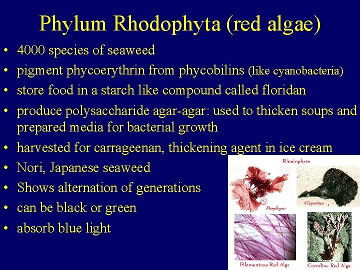 Phylum Rhodophyta (red algae) • • • 4000 species of seaweed pigment phycoerythrin from