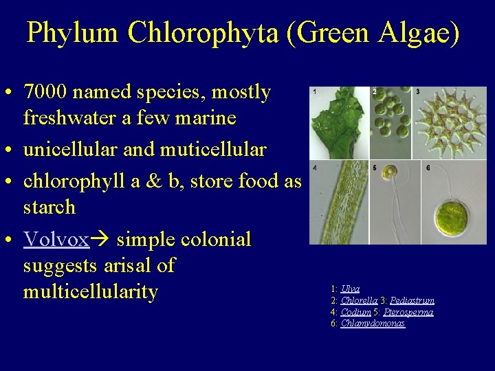  Phylum Chlorophyta (Green Algae) • 7000 named species, mostly freshwater a few marine