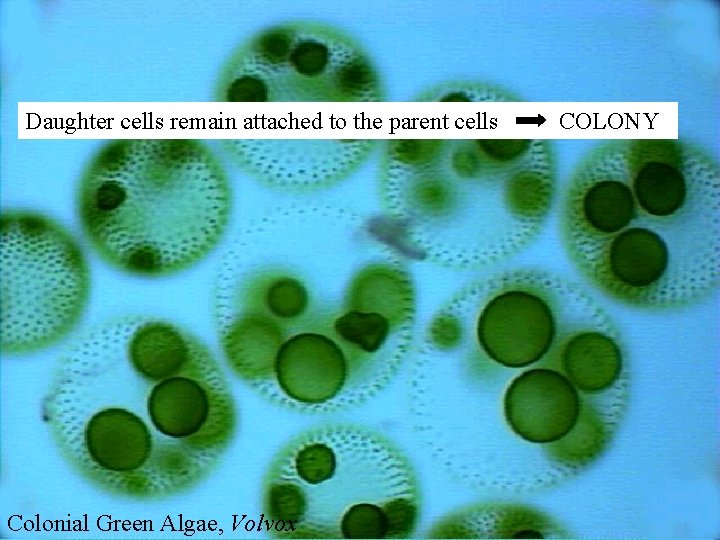 Daughter cells remain attached to the parent cells COLONY Colonial Green Algae, Volvox 