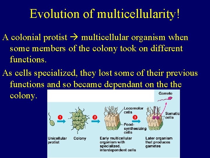 Evolution of multicellularity! A colonial protist multicellular organism when some members of the colony