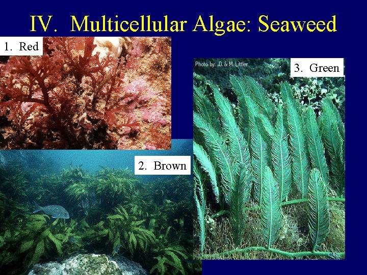 IV. Multicellular Algae: Seaweed 1. Red 3. Green 2. Brown 
