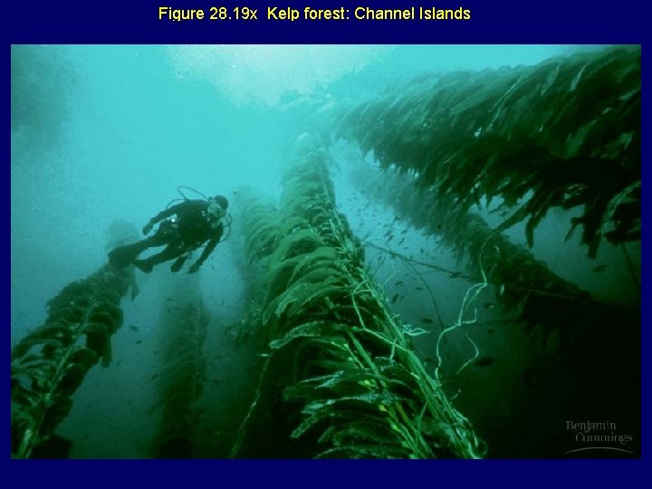Figure 28. 19 x Kelp forest: Channel Islands 