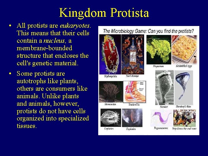 Kingdom Protista • All protists are eukaryotes. This means that their cells contain a