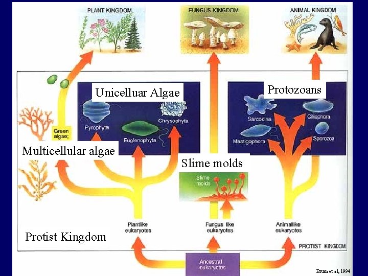 Protozoans Unicelluar Algae Multicellular algae Slime molds Protist Kingdom Brum et al, 1994 