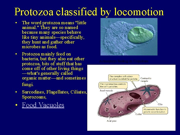 Protozoa classified by locomotion • The word protozoa means "little animal. " They are