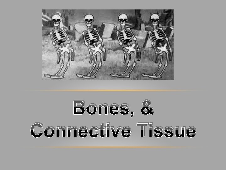 Bones, & Connective Tissue 