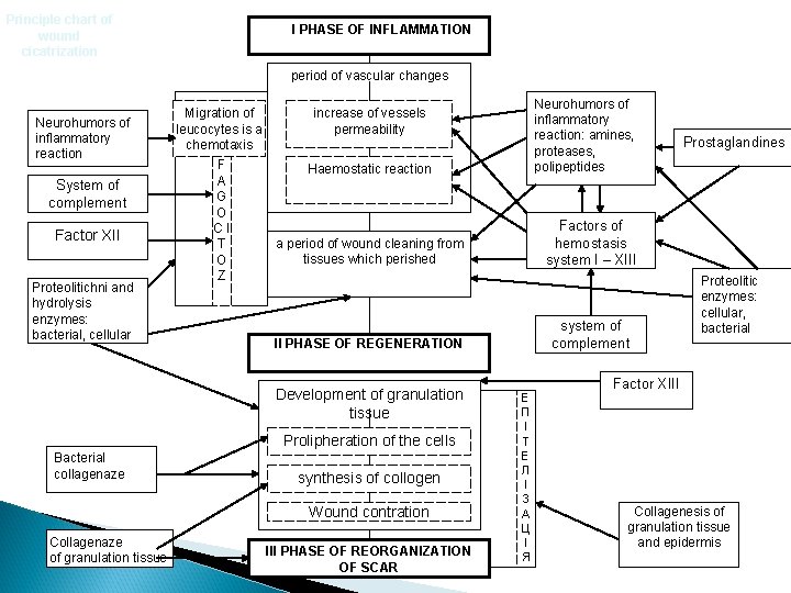 Principle chart of wound cicatrization І PHASE OF INFLAMMATION period of vascular changes Neurohumors