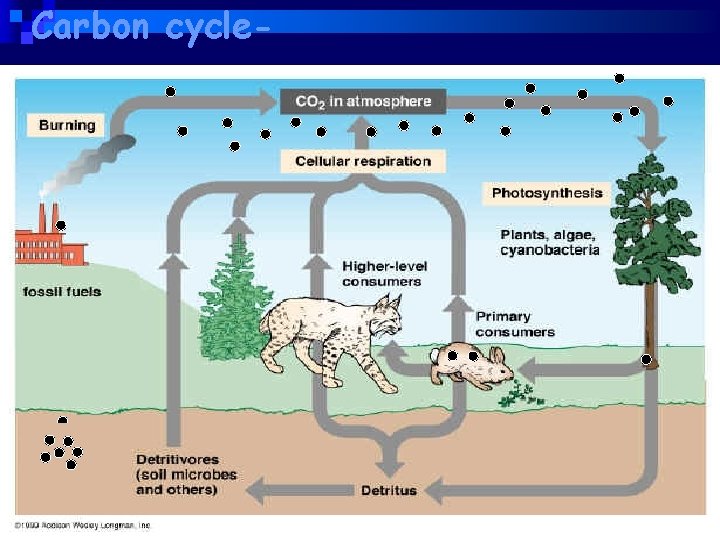 Carbon cycle- 