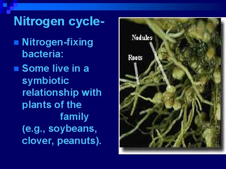Nitrogen cycle. Nitrogen-fixing bacteria: n Some live in a symbiotic relationship with plants of