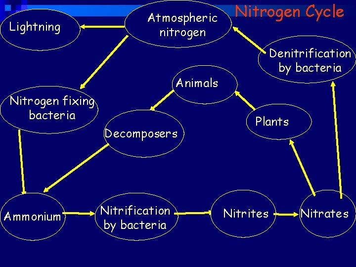 Lightning Atmospheric nitrogen Nitrogen Cycle Denitrification by bacteria Animals Nitrogen fixing bacteria Decomposers Ammonium