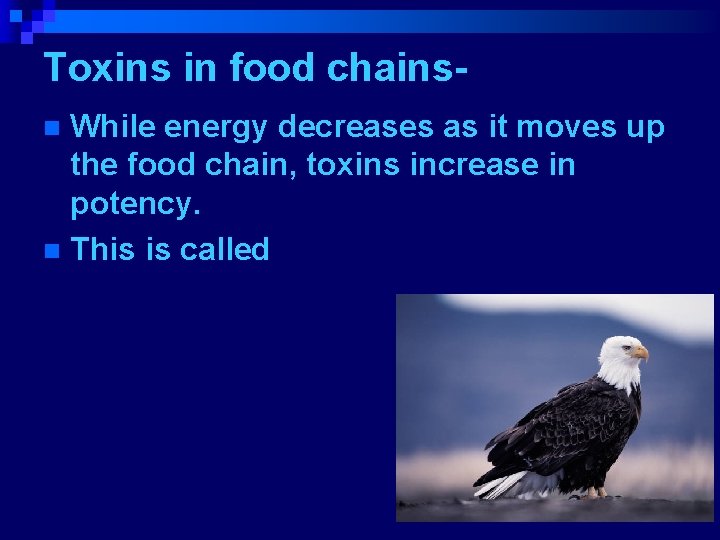 Toxins in food chains. While energy decreases as it moves up the food chain,