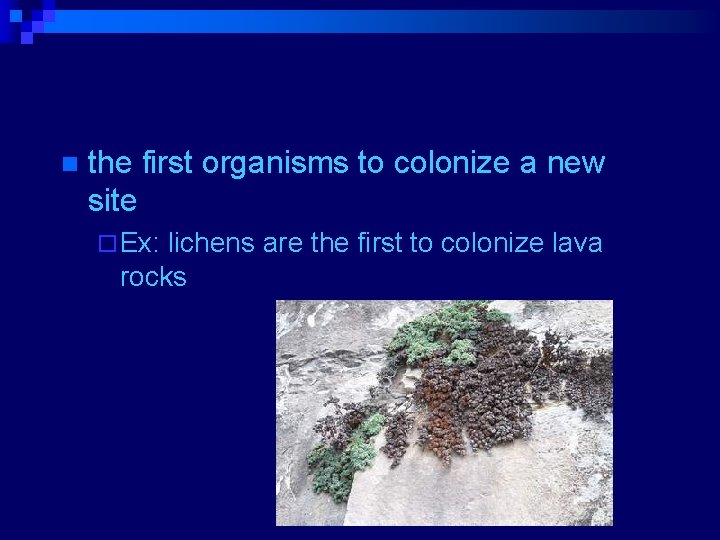 Pioneer speciesn the first organisms to colonize a new site ¨ Ex: lichens are