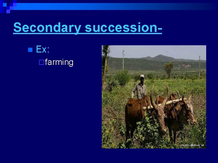 Secondary successionn Ex: ¨ farming 