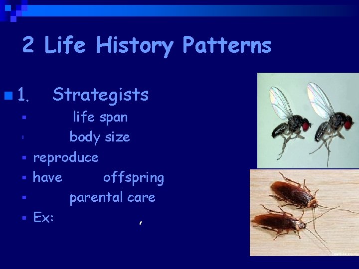 2 Life History Patterns n 1. § § § R Strategists short life span