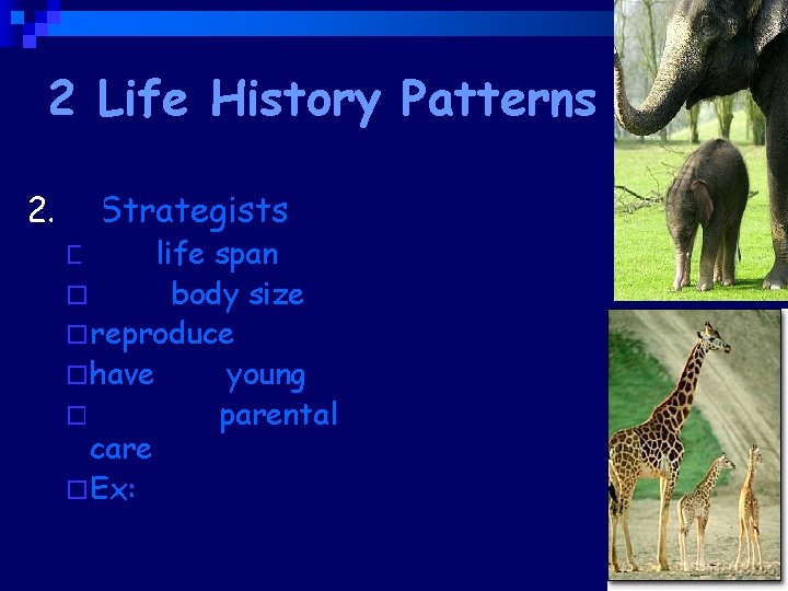 2 Life History Patterns 2. K Strategists ¨ long life span ¨ large body
