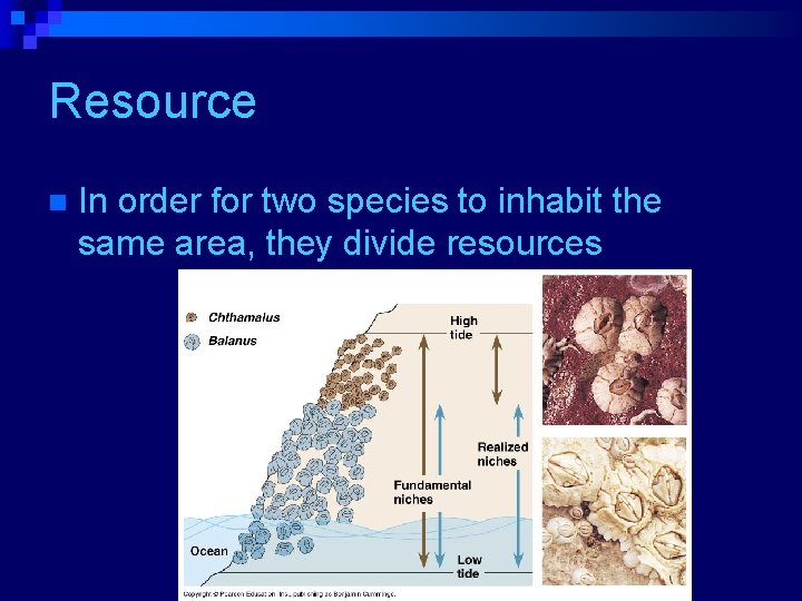 Resource partitioning n In order for two species to inhabit the same area, they