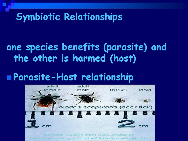 Symbiotic Relationships Parasitismone species benefits (parasite) and the other is harmed (host) n Parasite-Host