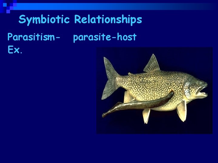 Symbiotic Relationships Parasitism. Ex. lampreys, leeches, fleas, ticks, tapeworm parasite-host 