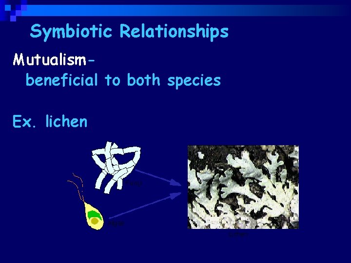 Symbiotic Relationships Mutualismbeneficial to both species Ex. lichen 