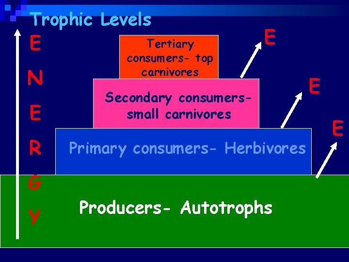 Trophic Levels E N E R G Y Tertiary consumers- top carnivores E Secondary